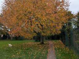 Chinnor